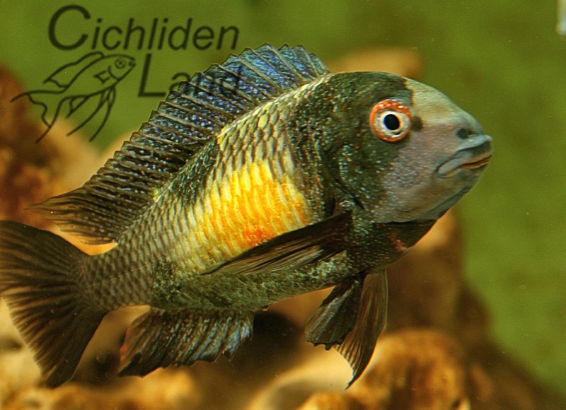 Tropheus moorii 'Kalambo Lodge' Kushangaza